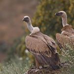 Oriolus EcoTours - Wild Douro Tour/Photo Natura Tour - Photo:José Jambas
