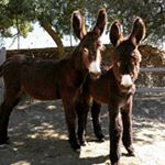 “Casa da Ti Cura” donkeys